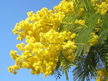 festa della donna mimosa_comp