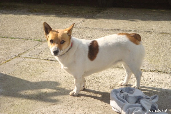 Smarrito a Fondi cane di razza Jack Russell, ZONA VIA ITALO SVEVO