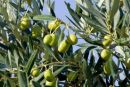 Crisi del comparto olivicolo: la Giunta Municipale approva delibera per la dichiarazione dello stato di calamità naturale del territorio comunale