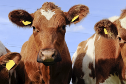 Allarme “Mucca Pazza” a Fondi