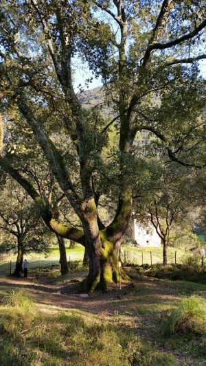 Uno dei più antichi alberi della Sughereta