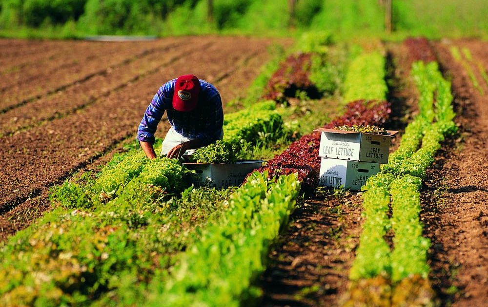 Lavoro-in-agricoltura