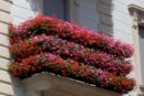 Istituzione del Concorso “Balconi fioriti – Città di Fondi 2017” per promuovere tra i cittadini l’abbellimento dei balconi con vasi, fiori e piante verdi