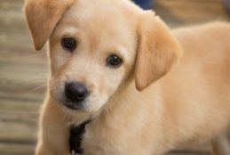 L’Amministrazione pianifica una serie di azioni finalizzate alla sensibilizzazione e responsabilizzazione nel possesso degli animali domestici